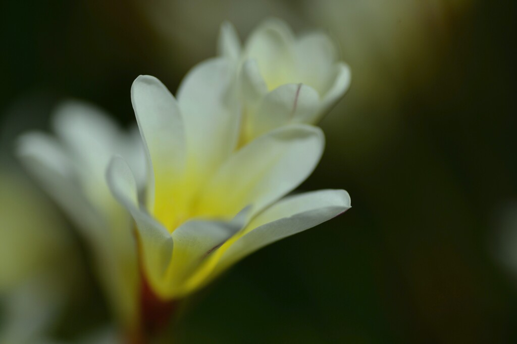 春の道端に咲く　➁。。。！