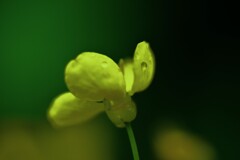 朝露に春を待つ　➂。。。！