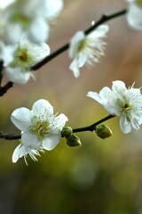 春玉．．大きく膨らんで　④。。。！