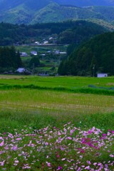 秋風に揺れて　➂。。。！