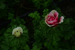 母子花　①。。。！