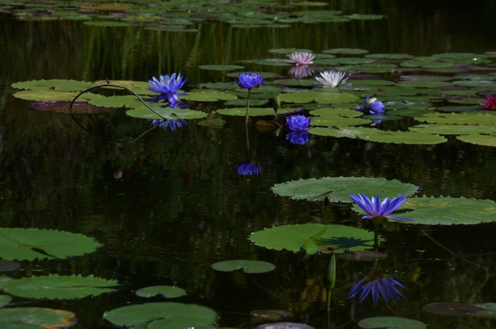 モネが夢見た青い睡蓮　③　。。。！