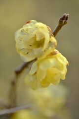 春を呼ぶ黄梅　④。。。！