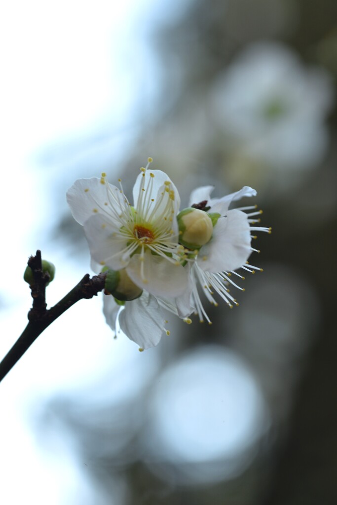 春玉．．大きく膨らんで　➁。。。！