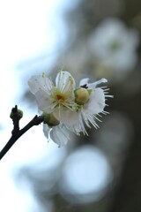 春玉．．大きく膨らんで　➁。。。！