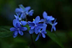 蒼の魔法。。。！
