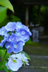 あじさい寺　①。。。！