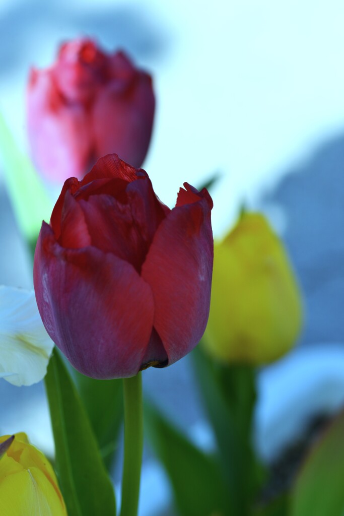 春の讃歌　➂。。。！