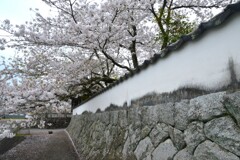 薄紅に染まる寺　➁。。。！