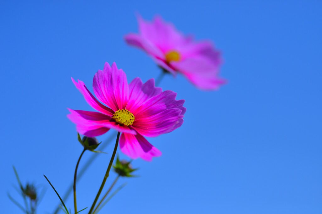薄紅のコスモスが秋の　②。。。！