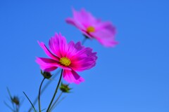 薄紅のコスモスが秋の　②。。。！