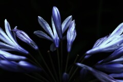 哀しみのアガパンサス。。。！