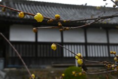 春一番がやって来た　➂。。。！