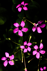 黒いオキザリス