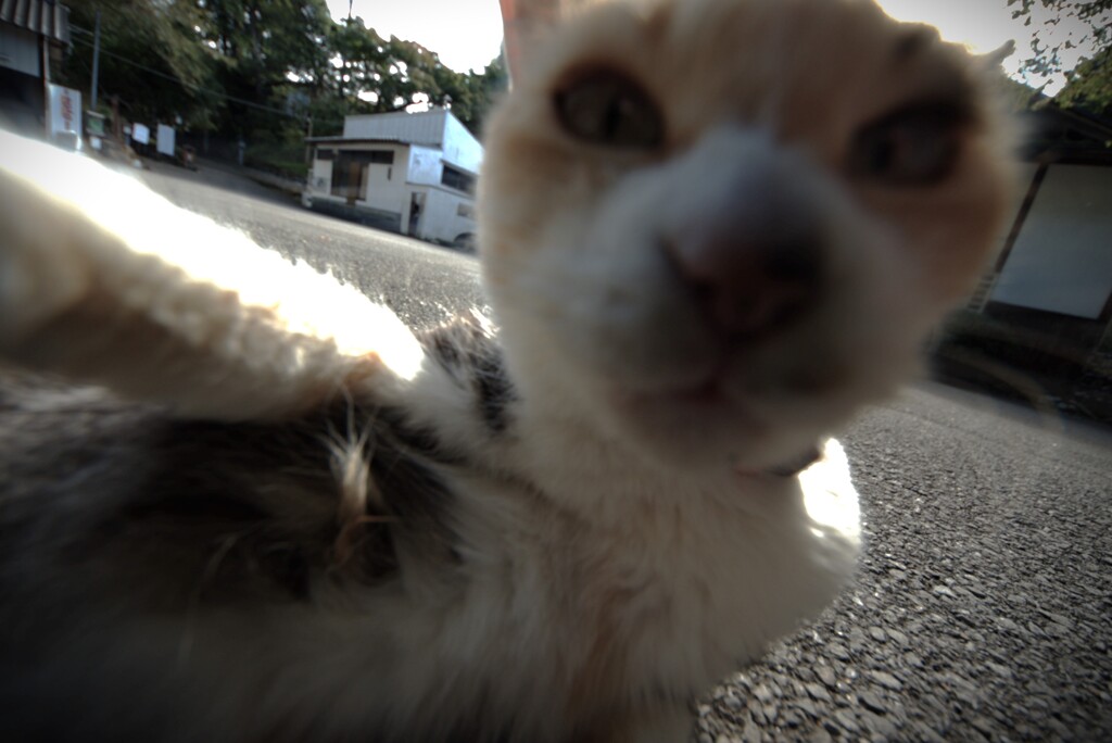 自撮り失敗ぬっこ