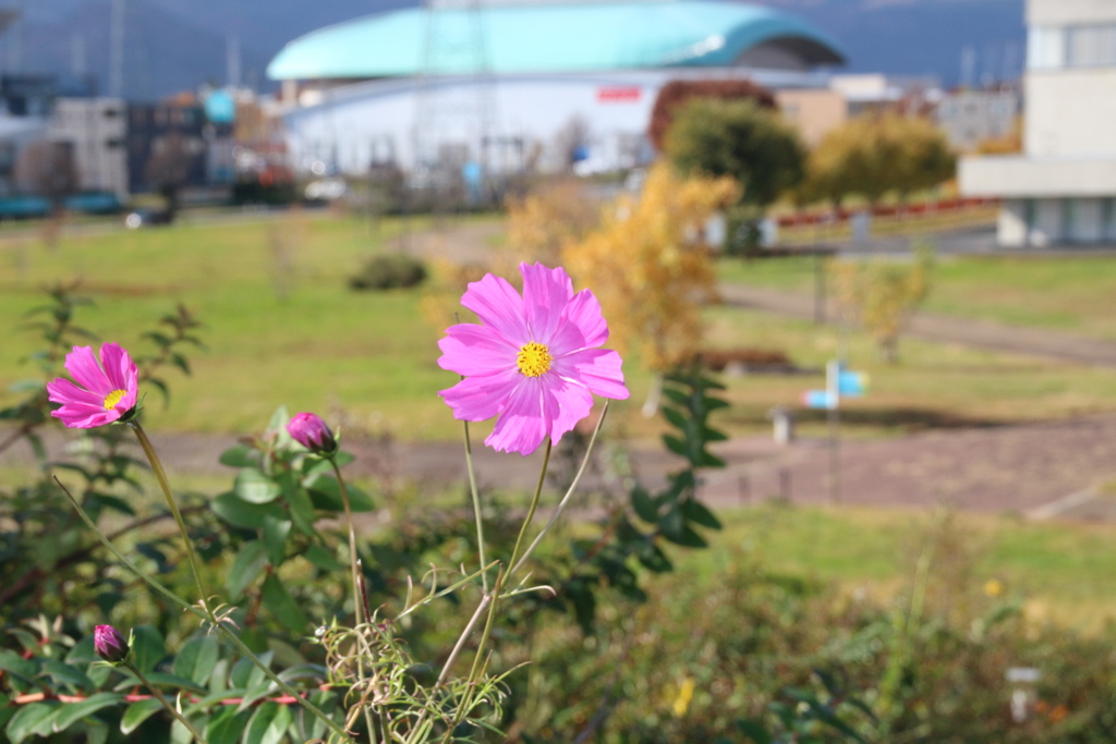 公園の花（秋）2