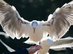 片脚のカモメ