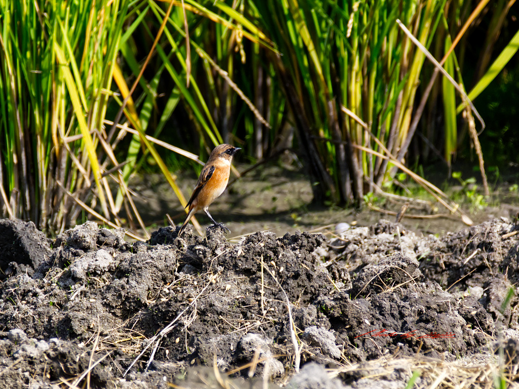 稲の根本に陣取る