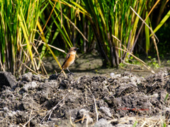稲の根本に陣取る