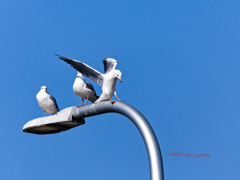 ユリカモメの会話-3