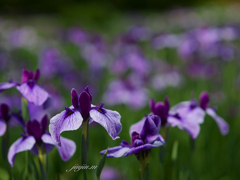 花菖蒲