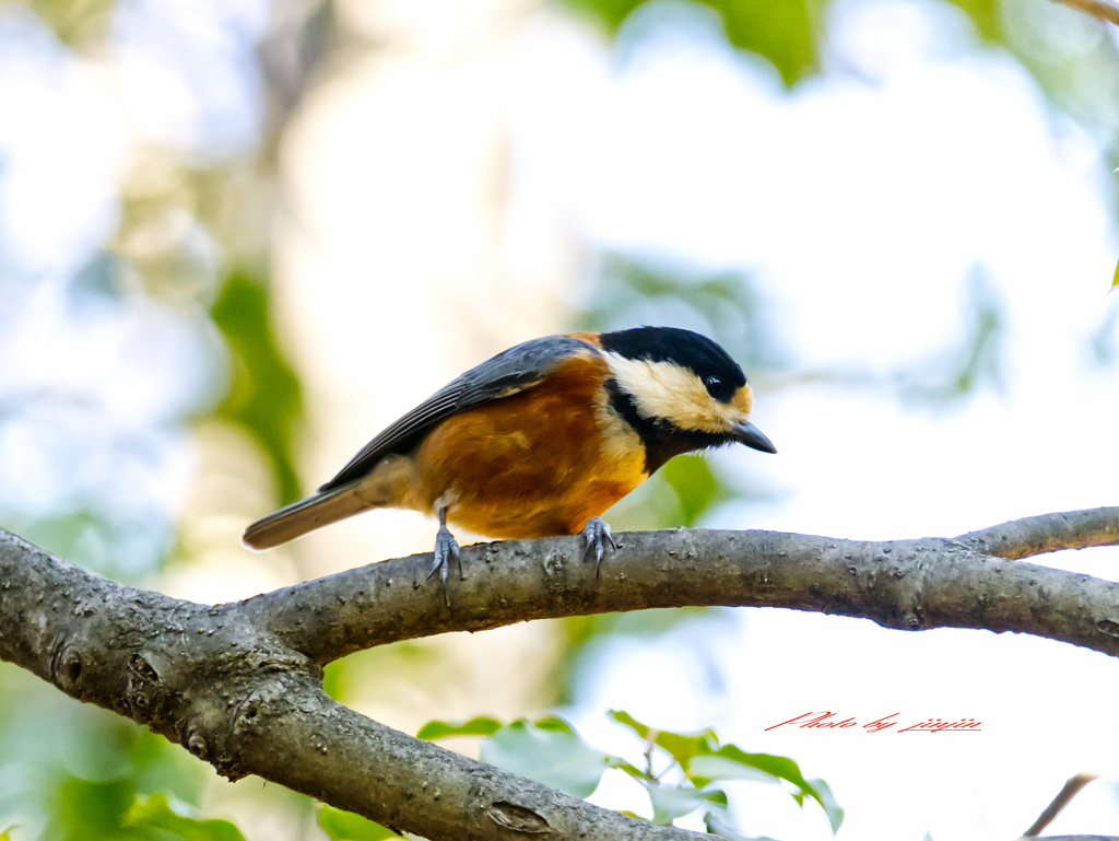 餌を見つけたかな
