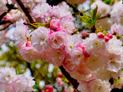 今年の花「蘭蘭(らんらん)」