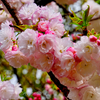 今年の花「蘭蘭(らんらん)」