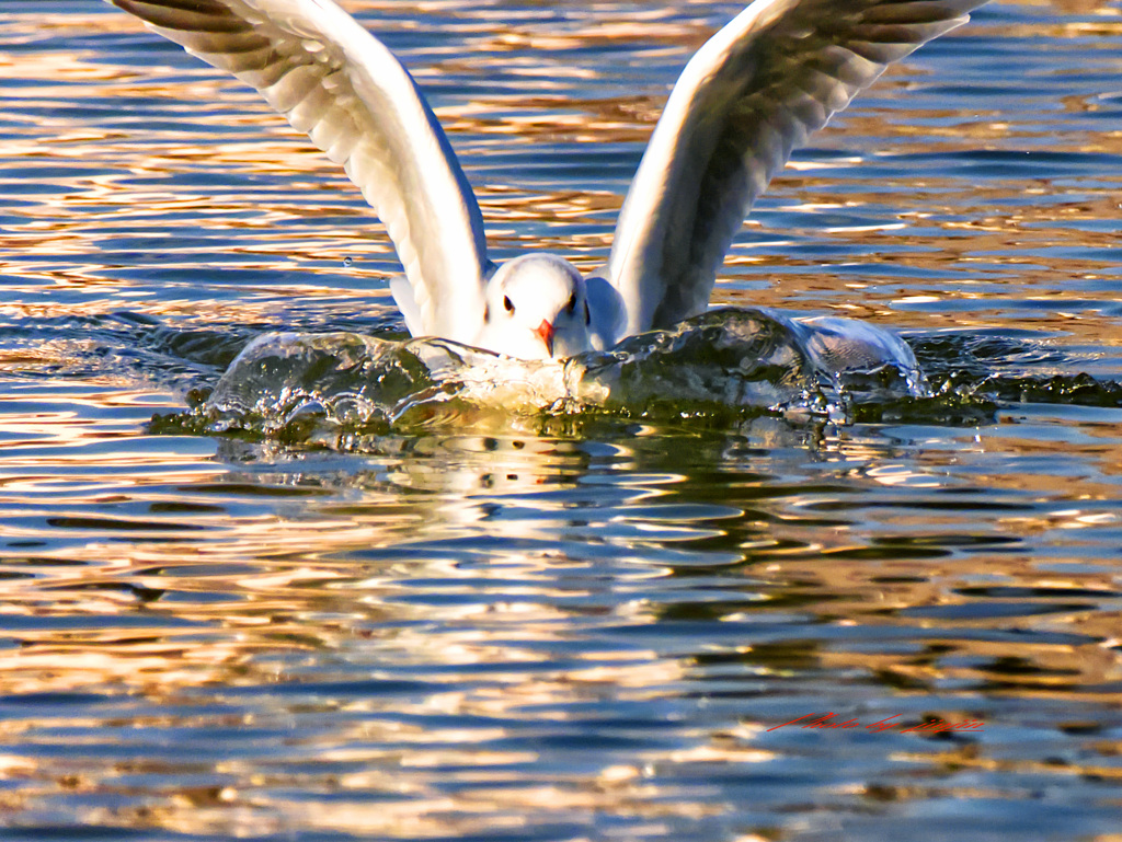 ユリカモメの着水-3