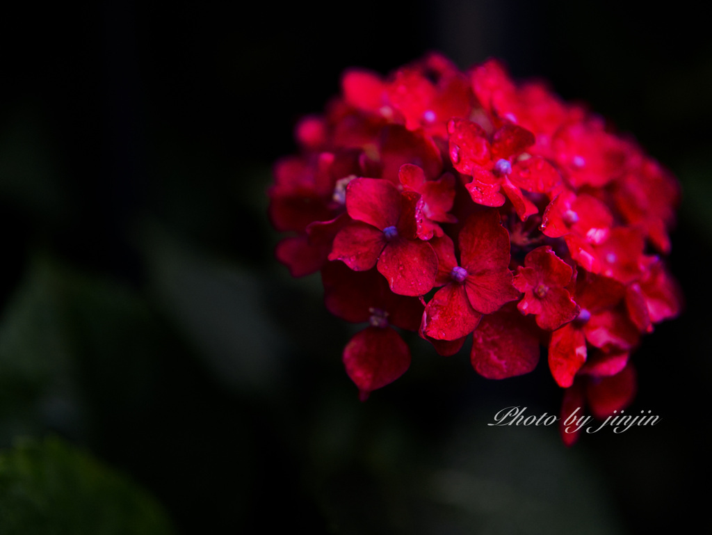 暗い背景に紫陽花が映える-5