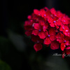 暗い背景に紫陽花が映える-5
