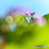 玉ボケ-3