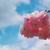 「桜の通り抜け」は別世界-2