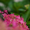 咲き始めた紫陽花