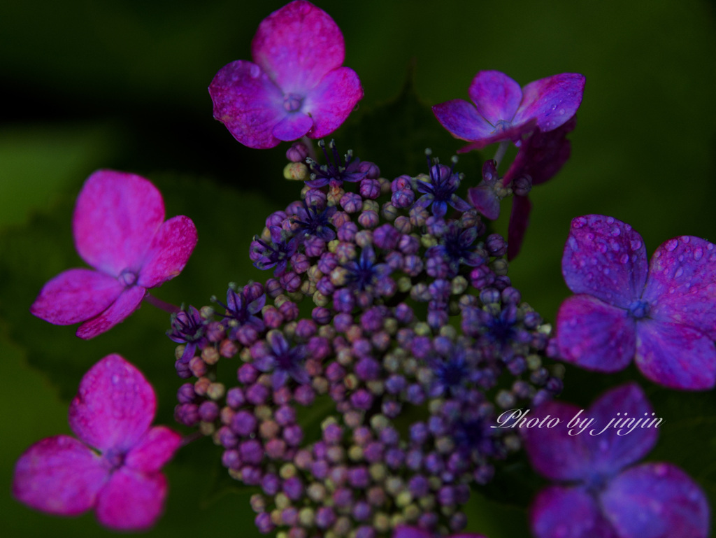 暗い背景に紫陽花が映える-3