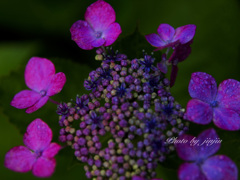 暗い背景に紫陽花が映える-3