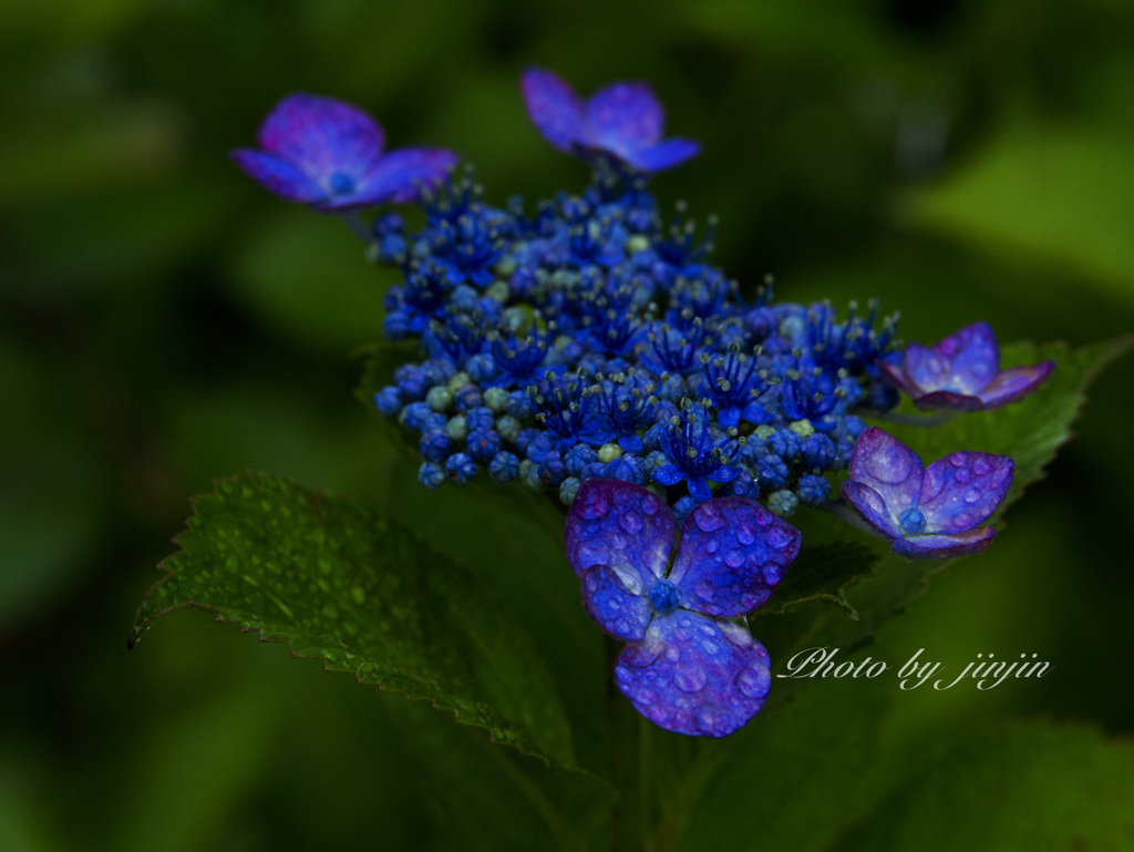 暗い背景に紫陽花が映える