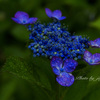 暗い背景に紫陽花が映える