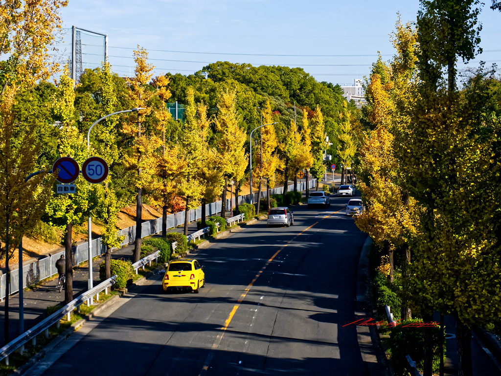 イチョウ並木-3