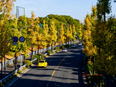 イチョウ並木-3