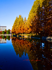 池に映る紅葉したメタセコイア