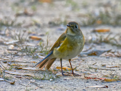 ルリビタキの♀が近くに来た