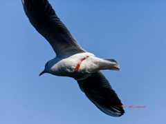 ユリカモメの飛翔-3