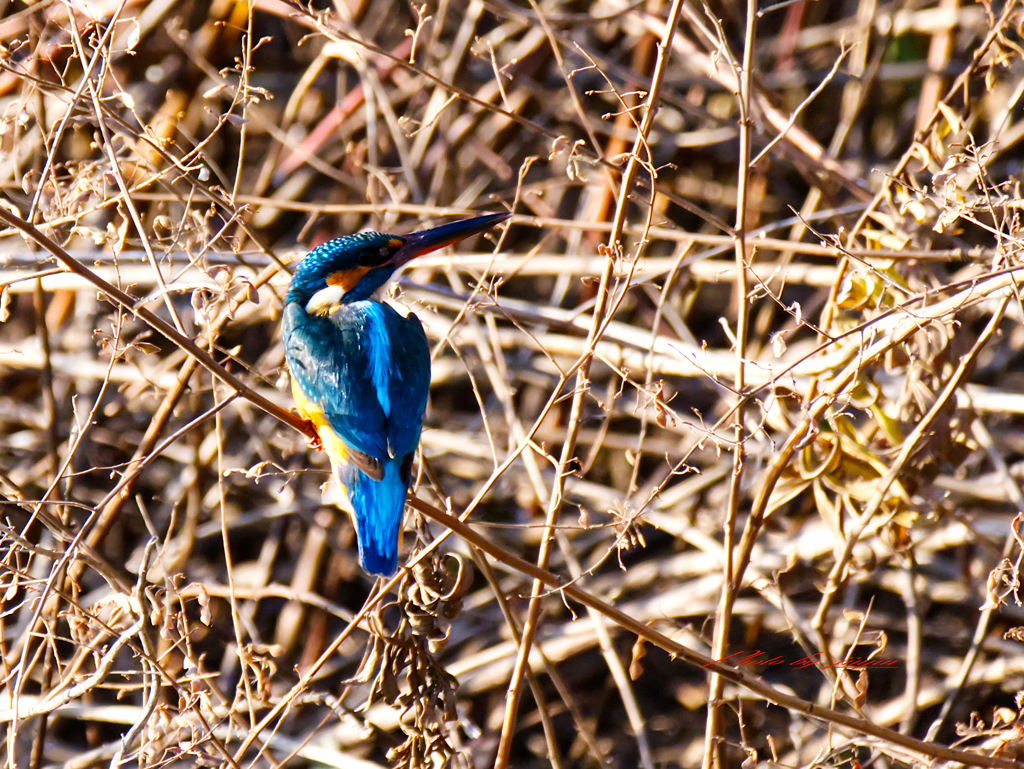 近くに飛んできた-1