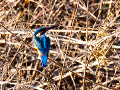 近くに飛んできた-1