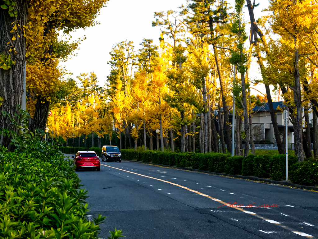 千里ぎんなん通り