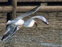 ああ、追いつかれそうです！