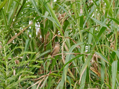 久しぶりの探鳥