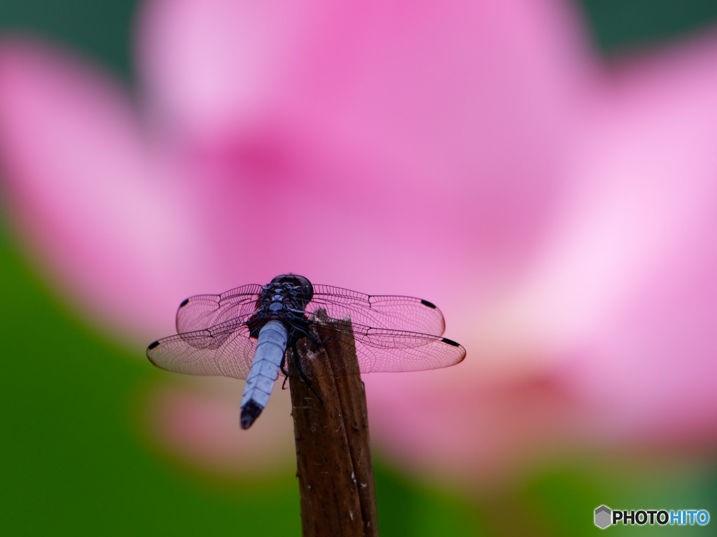 シオカラトンボとハスの花