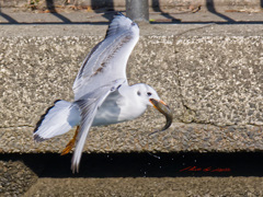 拾い上げて飛び去る